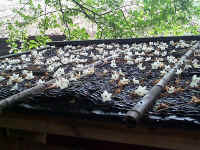 flower_roof.jpg (91846 bytes)