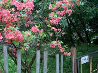 redflowers.jpg (97659 bytes)